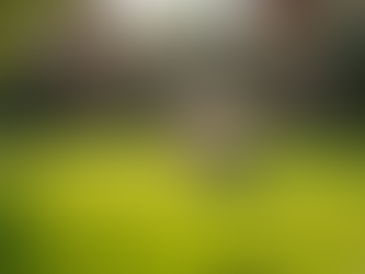 Pet-Friendly Grass Mixes for Iowa Lawns – Cedar Falls & Waterloo Homeowners