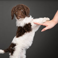 Poodle Puppy giving high five_Photos by Becky_Savannah Hilton Head pet animal dog family p