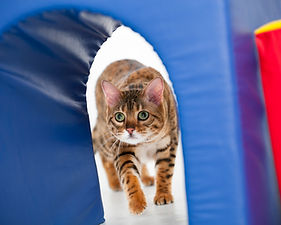 bengal cat coming through blue tunnel_ Photos by Becky _ Savannah Hilton Head pet animal d