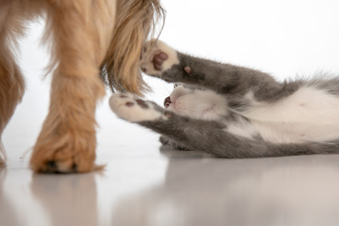 grey and white kitten playing with dog tail_Photos by Becky _ Savannah Hilton Head pet ani