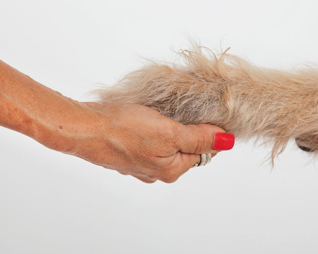 human hand holding dog paw _ Photos by Becky _ Savannah Hilton Head pet animal photographe
