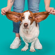 basset hound with human holding out ears.jpg