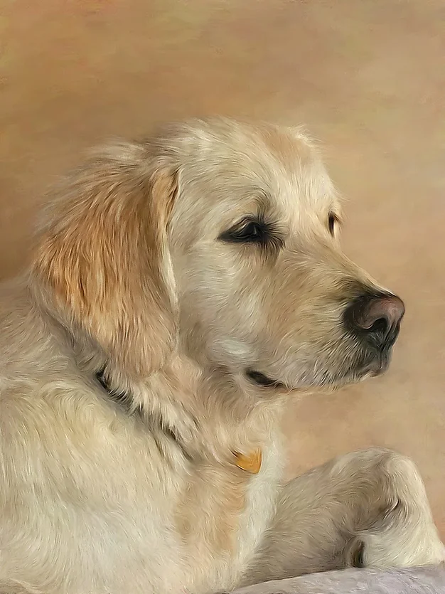Grand Cru Golden Retrievers English Cream Golden Retrievers Dallas