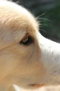 Bodie