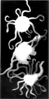 Tentacles by Arthur Bruso. Photogram of three white, wavy, starburst-like forms stacked vertically, resembling glowing microorganisms.