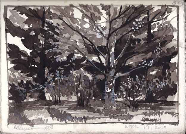 Arthur Bruso; Sycamore Tree; ink on paper; 7" x 5"; sketchbook drawing.