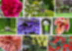 Bibury Open Gardens  2025