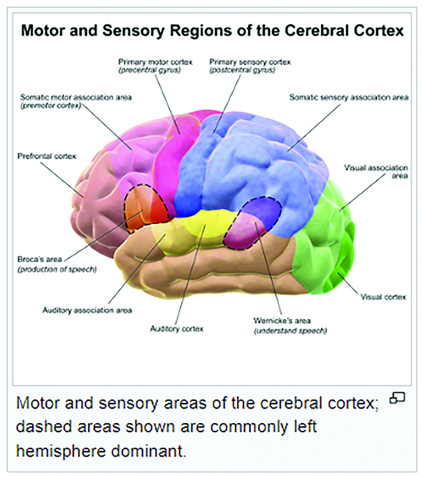 source img of brainfunction for mindmap -- for source!.png