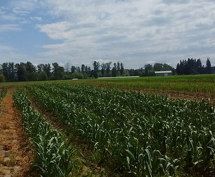 Elephant Garlic 2018.jpg