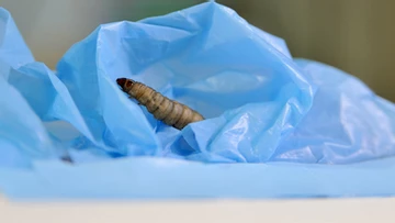 Biotech Patent News: Será esta lagarta a solução para os sacos plásticos no mar?