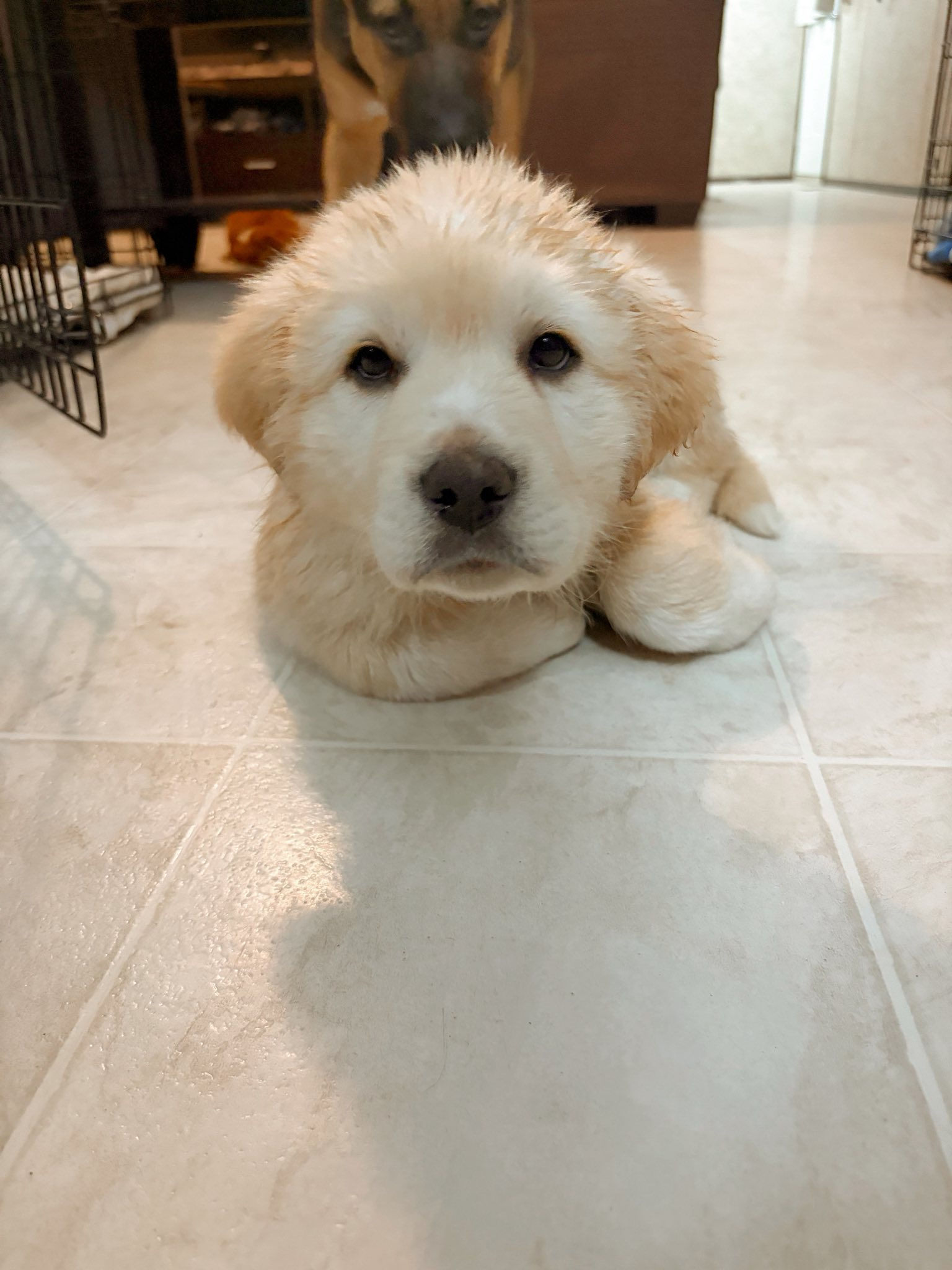 Tundra