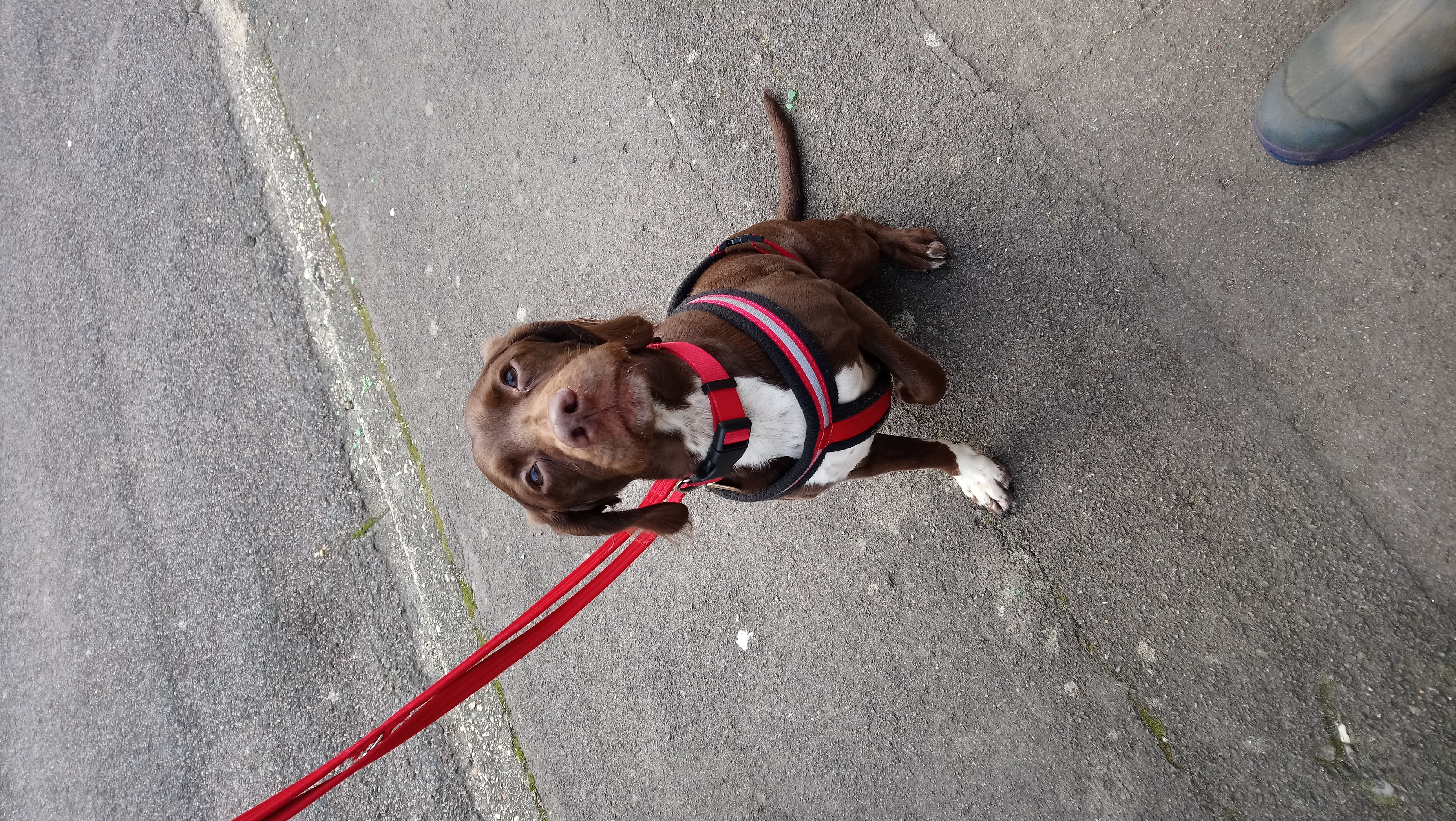 About Southampton Waggy Tails Dog Walking Southampton.