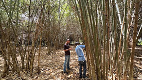 Plant Once, Plant Right: A Practical Plan for Bamboo Adoption in Kenya