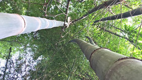 Sustainable Bamboo Uses in Kenya: From Farming to Community Livelihoods