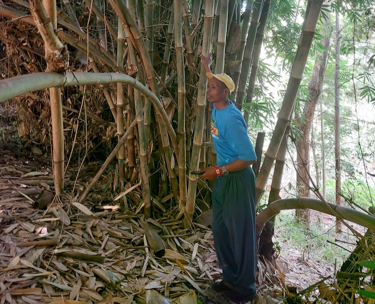 Bamboo farmer showing his bamboo in Kenya