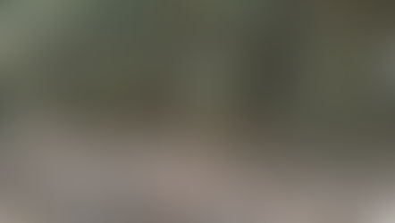 Bamboo Farming in Kenya: Sustainable farming techniques for a Greener Future