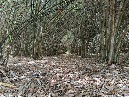 Bamboo farm in Nyeri, Kenya