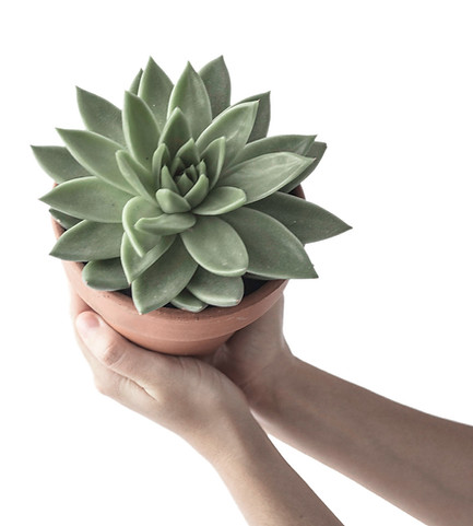 Succulent
