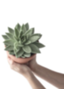 succulent