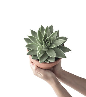 Succulent In Hands