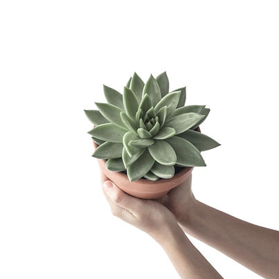 Succulent