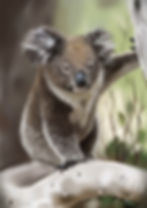Koala