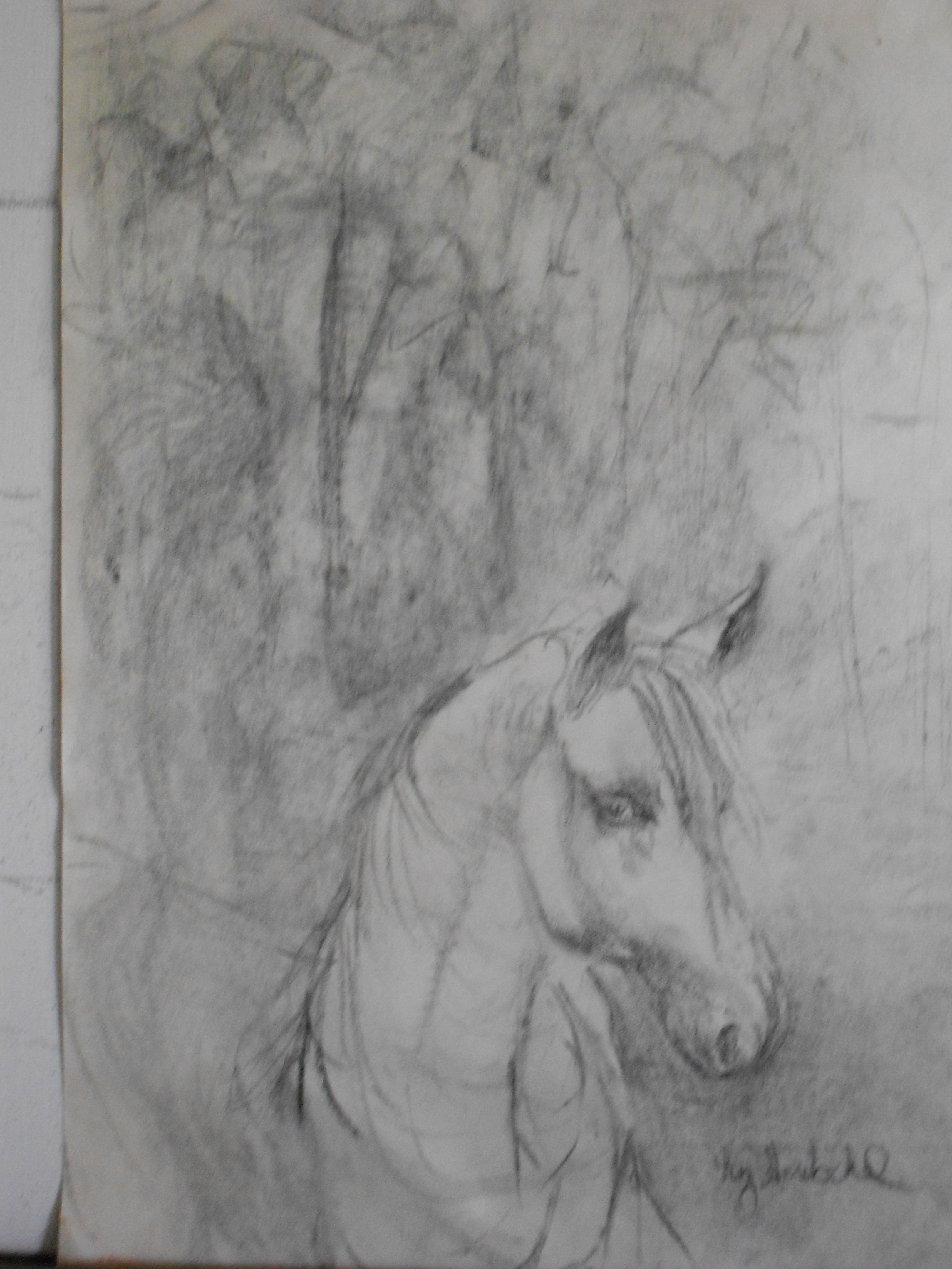 Bucephalus