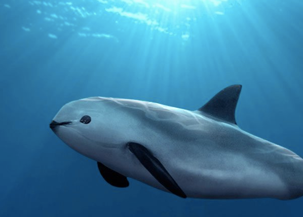 Vaquita (Phocoena sinus)
