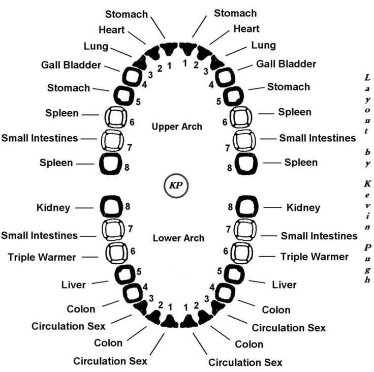 Meridian Tooth.jpeg
