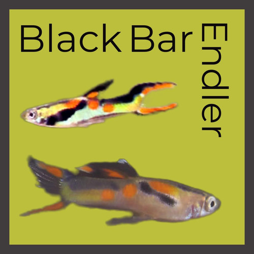 Black Bar Endler Livebearer N Class SacredPrairieAquatic