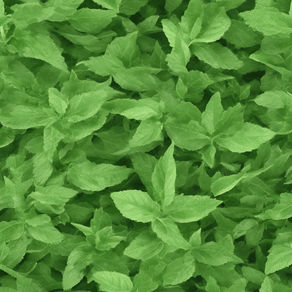 The Health Benefits of Tulsi Leaves Powder: What You Need to Know