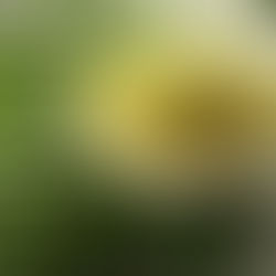 Exploring the Health Benefits of Neem (Azadirachta indica): A Comprehensive Review