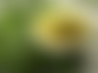 Exploring the Health Benefits of Neem (Azadirachta indica): A Comprehensive Review