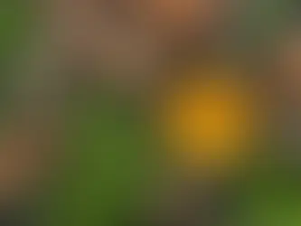 Unlocking the Potential of Herbal Supplements for Joint Pain Relief: Exploring AlgEnergy Nutra's Health Supplement