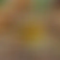 How Can Algenery Nutra's Health Supplements Naturally Support Mood and Well-being?