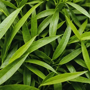 Unveiling the Power of Herbal Extracts for Accelerating Metabolism: A Mystery Unraveled