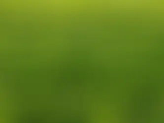 Maximizing Bone Health: The Ultimate Guide to Algae-Based Nutra's Health Supplement