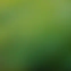 Exploring the Healing Potential of Gotu Kola: A Comprehensive Guide to Centella Asiatica Extract