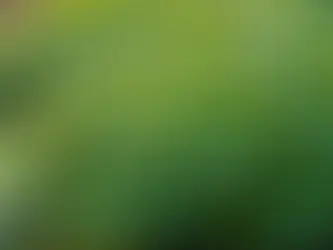 Exploring the Healing Potential of Gotu Kola: A Comprehensive Guide to Centella Asiatica Extract