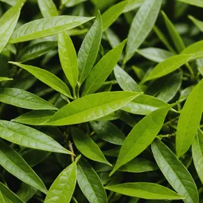 Uncovering the Secret: Transforming Your Metabolism with Natural Supplements