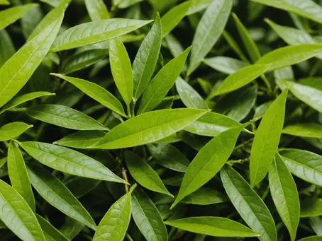 Uncovering the Secret: Transforming Your Metabolism with Natural Supplements