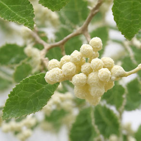 Exploring the Benefits of Boswellia Serrata Extract: What You Need to Know