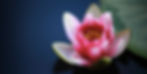 water-lilies-1825477_edited.jpg