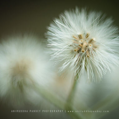 Aniruddha Pandey Photography