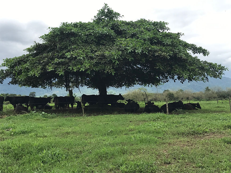 Experiencias en Ganadería Regenerativa.