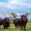 Foto del escritor: Noboa Wagyu 