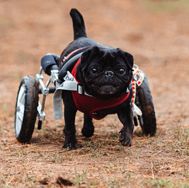 Barry wheels.jpg