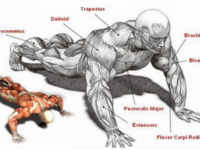 Military Push-Up Form: Build Your Chest & Protect Your Shoulders
