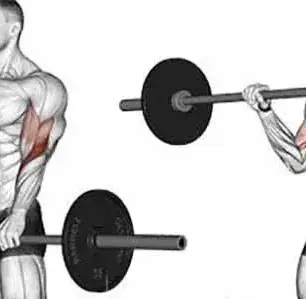 Barbell Curl Guide