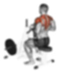 Seated Low Rows to Other Back Exercises